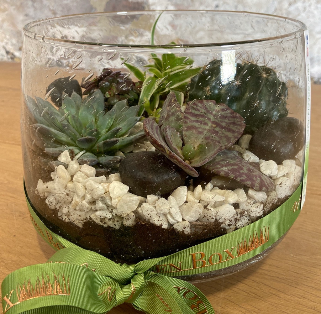 Terrarium (M)