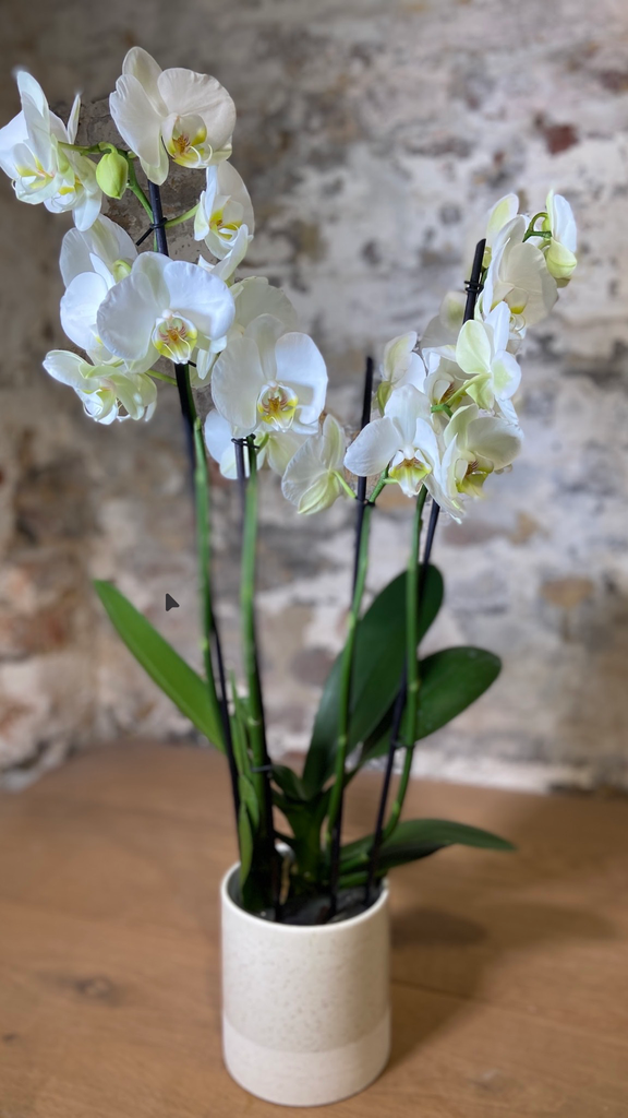 Orchidée Blanche