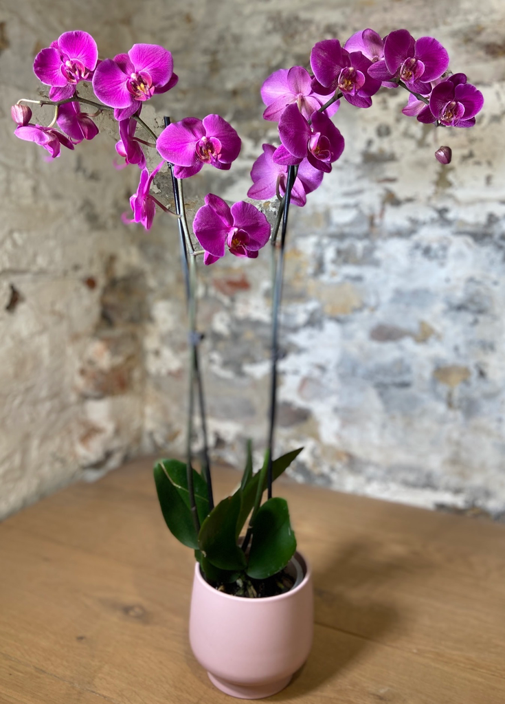 Orchidée rose