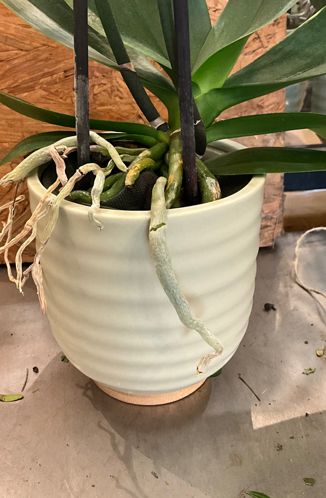 Cache pot assorti à la plante